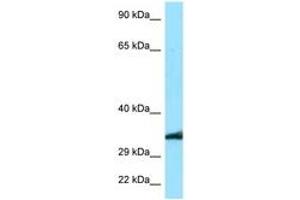 Image no. 1 for anti-MAS-Related GPR, Member E (MRGPRE) (C-Term) antibody (ABIN6748068) (MRGPRE antibody  (C-Term))