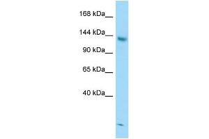 WB Suggested Anti-STAG2 Antibody Titration: 1. (STAG2 antibody  (C-Term))
