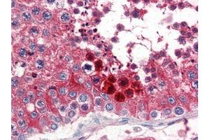 Human Testis (formalin-fixed, paraffin-embedded) stained with CLUat 2. (Clusterin antibody  (C-Term))
