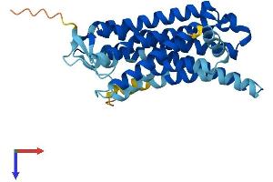 AlphaFold protein structure predicition of Human Recombinant OR7G3 Protein, UniprotID Q8NG95 (Olfactory Receptor, Family 7, Subfamily G, Member 3 (OR7G3) (AA 1-312) protein (His tag))