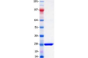 Western Blotting (WB) image for BPI Fold Containing Family A, Member 1 (BPIFA1) (Transcript Variant 2) protein (Myc-DYKDDDDK Tag) (ABIN2729199)