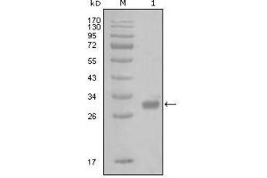 Western Blot showing PAR1 antibody used against truncated GST-PAR1 recombinant protein (1).