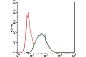 Immunofluorescence analysis of HeLa cells using CK5 antibody (green). (Cytokeratin 5 antibody)