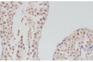 Immunohistochemistry of paraffin-embedded Mouse testis using CCNG1 Polyclonal Antibody at dilution of 1:100 (40x lens). (Cyclin G1 antibody)
