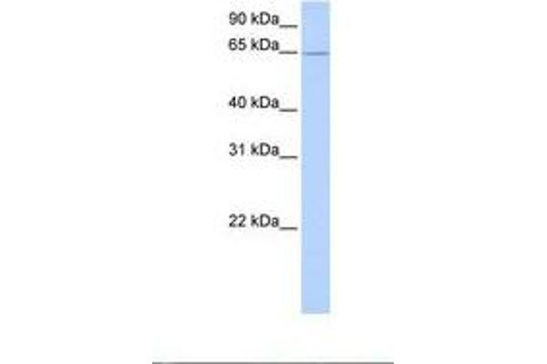 ZNF526 antibody  (AA 532-581)