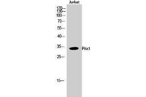 Western Blotting (WB) image for anti-Paired-Like Homeodomain 1 (PITX1) (Internal Region) antibody (ABIN3186457) (PITX1 antibody  (Internal Region))