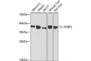 Western blot analysis of extracts of various cell lines using PCBP1 Polyclonal Antibody at dilution of 1:1000.