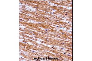 Mouse Nek6 Antibody (C-term) ((ABIN657847 and ABIN2846808))immunohistochemistry analysis in formalin fixed and paraffin embedded mouse heart tissue followed by peroxidase conjugation of the secondary antibody and DAB staining.