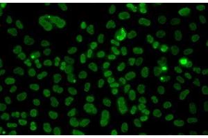 Immunofluorescence analysis of A549 cells using PLCXD2 Polyclonal Antibody (PLCXD2 antibody)