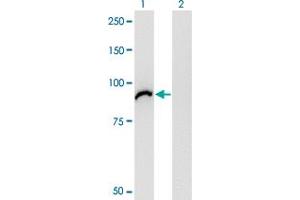 Western Blot analysis of VAC14 expression in transfected 293T cell line by VAC14 monoclonal antibody (M03), clone 3B2. (VAC14 antibody  (AA 714-782))
