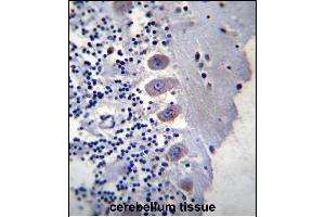 BEAN Antibody (N-term) (ABIN657309 and ABIN2846387) immunohistochemistry analysis in formalin fixed and paraffin embedded human cerebellum tissue followed by peroxidase conjugation of the secondary antibody and DAB staining. (BEAN1 antibody  (N-Term))