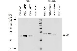 Western blotting analysis of human SCIMP using mouse monoclonal antibody NVL-07 on lysates of human SCIMP transfectants under reducing and non-reducing conditions.