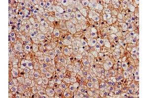 Immunohistochemistry of paraffin-embedded human adrenal gland tissue using ABIN7170659 at dilution of 1:100 (FDFT1 antibody  (AA 2-417))