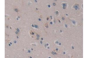 Immunohistochemistry (IHC) image for anti-serpin Peptidase Inhibitor, Clade B (Ovalbumin), Member 6 (SERPINB6) (AA 1-376) antibody (ABIN7441031)