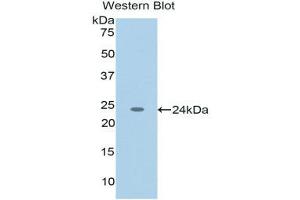 Western Blotting (WB) image for anti-Tumor Necrosis Factor (Ligand) Superfamily, Member 12 (TNFSF12) (AA 65-247) antibody (ABIN1176219) (TWEAK antibody  (AA 65-247))