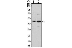 Western Blot showing CD86 antibody used against L1210 (1) and MOLT-4 (2) cell lysate. (CD86 antibody)