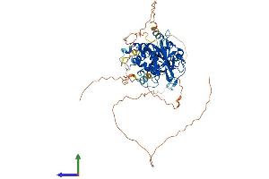 AlphaFold protein structure predicition of Human Recombinant USP17L20 Protein, UniprotID D6RJB6 (USP17L20 Protein (AA 1-530) (His tag))