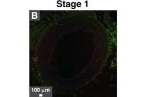 Immunohistochemistry (Paraffin-embedded Sections) (IHC (p)) image for anti-alpha-2-HS-Glycoprotein (AHSG) (AA 200-240) antibody (AbBy Fluor® 594) (ABIN2809553)