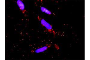 Proximity Ligation Analysis of protein-protein interactions between MAPK3 and DUSP9. (DUSP9 antibody  (AA 174-278))