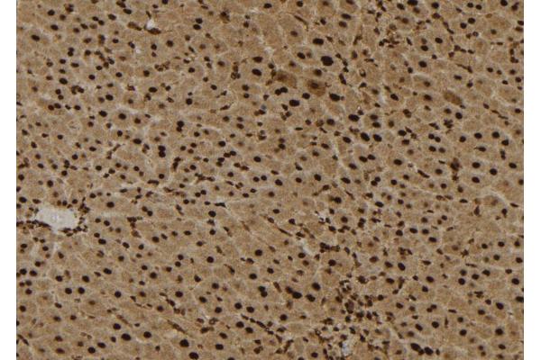 EPS8-Like 3 antibody