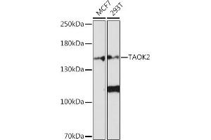 Western blot analysis of extracts of various cell lines, using T Rabbit pAb (ABIN7270727) at 1:1000 dilution.