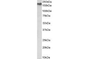 ABIN1590132 (0. (NPC1 antibody  (Internal Region))