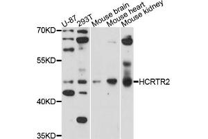 Western blot analysis of extracts of mouse heart cell line, using HCRTR2 antibody. (HCRTR2 antibody)