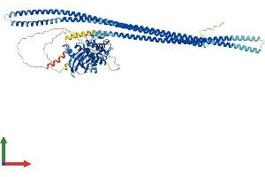 AlphaFold protein structure predicition of Mouse Recombinant Taok3 Protein, UniprotID Q8BYC6
