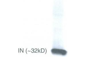 Image no. 1 for anti-Human Immunodeficiency Virus 1 Integrase (HIV-1 p31) (N-Term) antibody (ABIN1042607)