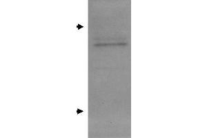 Western Blot of Rabbit Anti Apolipoprotein E Antibody. (APOE antibody)