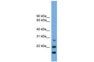 Image no. 1 for anti-ASF1 Anti-Silencing Function 1 Homolog A (S. Cerevisiae) (ASF1A) (N-Term) antibody (ABIN6745605) (ASF1A antibody  (N-Term))