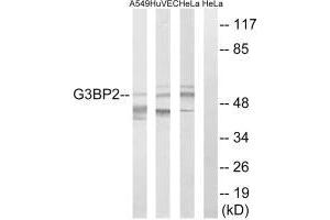Western blot analysis of extracts from A549 cells, HUVEC cells and HeLa cells, using G3BP2 antibody.