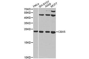 Western blot analysis of extracts of various cell lines, using CBX5 antibody. (CBX5 antibody  (AA 1-191))