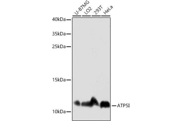 ATP5I antibody  (AA 1-69)