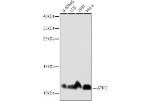 Western blot analysis of extracts of various cell lines, using I antibody (ABIN7265720) at 1:3000 dilution. (ATP5I antibody  (AA 1-69))