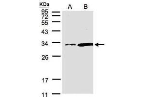 WB Image Sample(30 μg of whole cell lysate) A:Hep G2, B:MOLT4, 12% SDS PAGE antibody diluted at 1:1500 (PITPNA antibody  (C-Term))