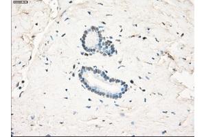 Immunohistochemical staining of paraffin-embedded pancreas tissue using anti-LTA4H mouse monoclonal antibody. (LTA4H antibody)