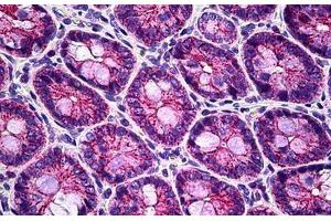 Rat Colon: Formalin-Fixed, Paraffin-Embedded (FFPE) (CLDN8 antibody  (C-Term))