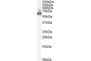 Image no. 1 for anti-Docking Protein 3 (DOK3) (C-Term) antibody (ABIN374125)