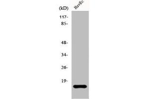 Western Blot analysis of HepG2 cells using eIF5A2 Polyclonal Antibody (EIF5A2 antibody  (Internal Region))