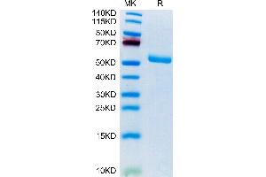 FAM3D Protein (AA 26-223) (Fc Tag)