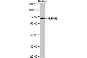 Western blot analysis of extracts of Kidney cells, using NUMBL antibody (ABIN5971167). (NUMBL antibody)