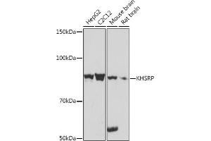 Western blot analysis of extracts of various cell lines, using KHSRP Rabbit mAb (ABIN7268110) at 1:1000 dilution.