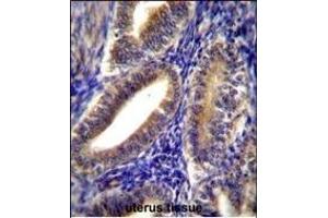 CNN2 Antibody (N-term) (ABIN656350 and ABIN2845649) immunohistochemistry analysis in formalin fixed and paraffin embedded human uterus tissue followed by peroxidase conjugation of the secondary antibody and DAB staining.