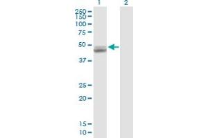 Western Blot analysis of UQCRC1 expression in transfected 293T cell line by UQCRC1 MaxPab polyclonal antibody. (UQCRC1 antibody  (AA 1-480))