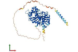 AlphaFold protein structure predicition of Human Recombinant GXYLT2 Protein, UniprotID A0PJZ3