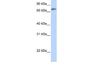 Western Blotting (WB) image for anti-Chromosome 14 Open Reading Frame 37 (C14ORF37) antibody (ABIN2458842) (C14ORF37 antibody)