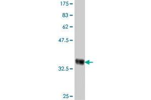 SLC26A4 antibody  (AA 674-754)