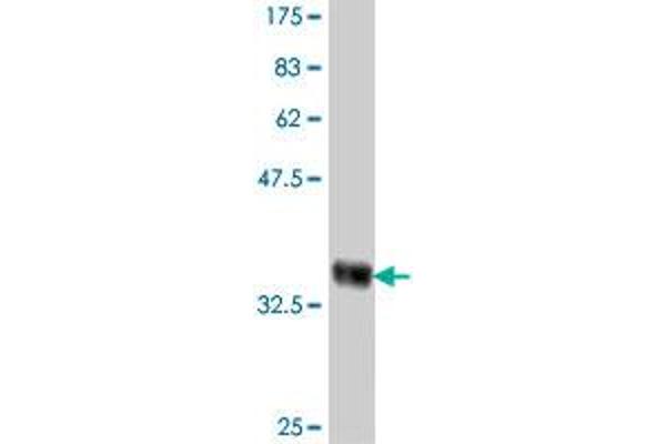 SLC26A4 antibody  (AA 674-754)