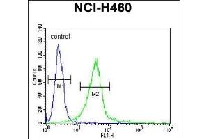 GIT1- Antibody (C-term) (ABIN6242999 and ABIN6578994) flow cytometric analysis of NCI- cells (right histogram) compared to a negative control cell (left histogram). (GIT1 antibody  (C-Term, Tyr554))